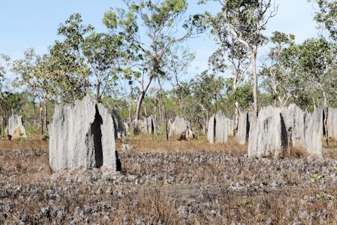 Mound-Building Termite (za) (Amitermes laurensis)